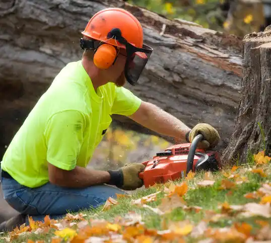 tree services Sausal